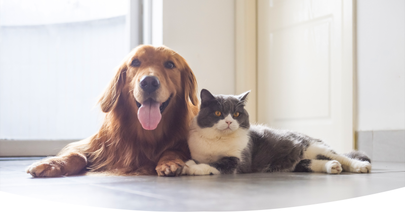 Dog and cat banner image for small animal service